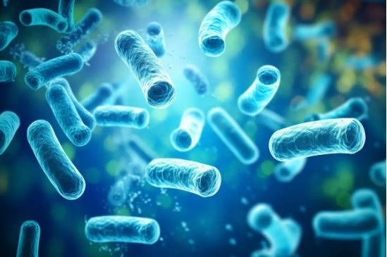 The Positive Impact of Beneficial Bacteria on Human Health